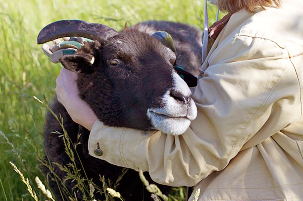 doterra is cruelty-free - Ora Leaders