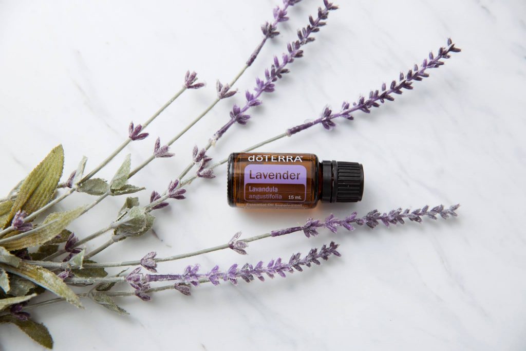 lavender essential oil can help repel bugs and dengue causing mosquitoes